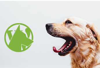 WPWatchdog.de - Dein WordPress-Wachhund